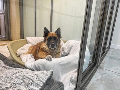 Shadow | German Shepherd Dog Cross | Basildon (Essex) - 1