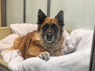 Shadow | German Shepherd Dog Cross | Basildon (Essex) - 3