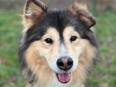 Barney | Crossbreed | Shrewsbury (Shropshire) - 2