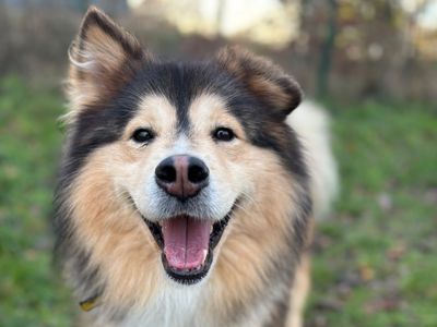 Barney | Crossbreed | Shrewsbury (Shropshire) - 3