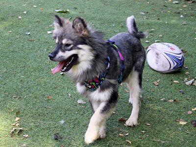 Lilo | Finnish Lapphund | Merseyside (Liverpool) - 3