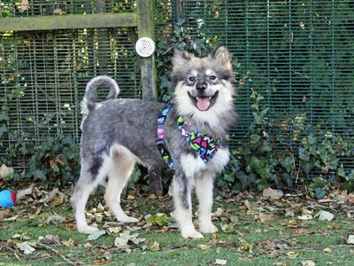 Lilo | Finnish Lapphund | Merseyside (Liverpool) - 1