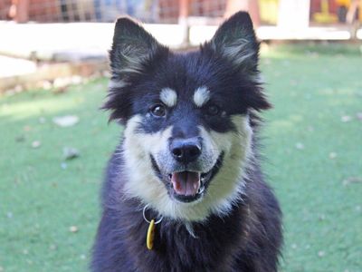 Nani | Finnish Lapphund | Merseyside (Liverpool) - 3