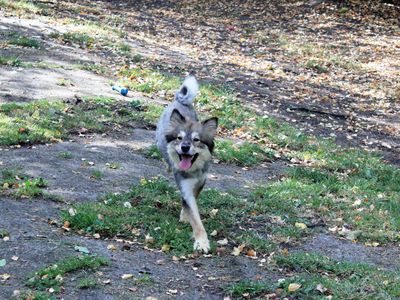 Stitch | Finnish Lapphund | Merseyside (Liverpool) - 3