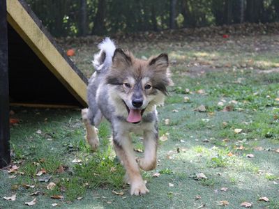 Stitch | Finnish Lapphund | Merseyside (Liverpool) - 1