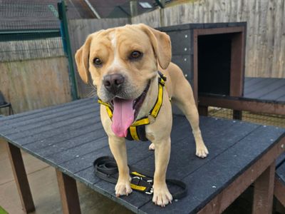 Hugo | French Bulldog Cross | Shrewsbury (Shropshire) - 1