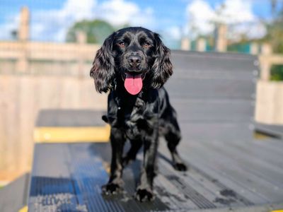 Galaxy | Spaniel (Cocker) | Cardiff - 3