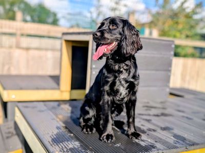 Galaxy | Spaniel (Cocker) | Cardiff - 5