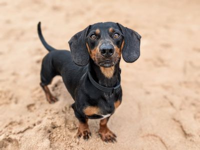 Rufus | Dachshund (Miniature Smooth Haired) | Cardiff - 5