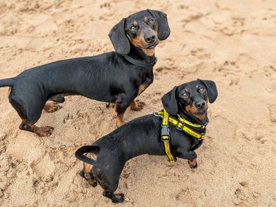 Moxie | Dachshund (Miniature Smooth Haired) | Cardiff - 5
