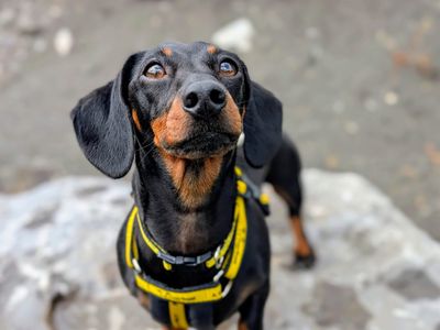 Moxie | Dachshund (Miniature Smooth Haired) | Cardiff - 3