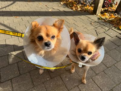 Cheddar | Chihuahua (Long Coat) | Basildon (Essex) - 3