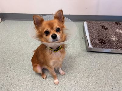 Cheddar | Chihuahua (Long Coat) | Basildon (Essex) - 1
