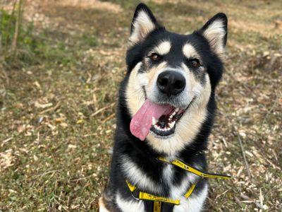 Thunder | Alaskan Malamute | Basildon (Essex) - 2