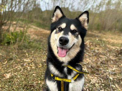 Thunder | Alaskan Malamute | Basildon (Essex) - 3