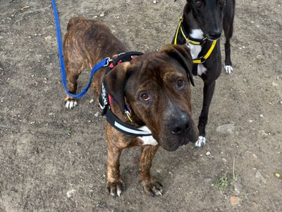 Desmond | Mastiff Cross | Canterbury - 3
