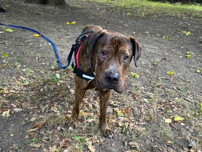 Desmond | Mastiff Cross | Canterbury - 5