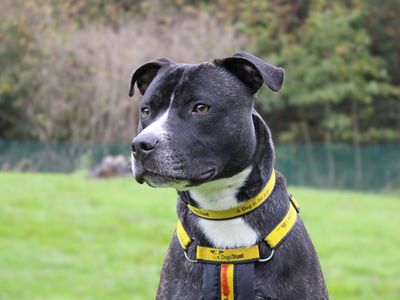 Sully | Terrier (Staffordshire Bull) Cross | Merseyside (Liverpool) - 3