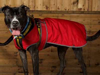 Sully | Terrier (Staffordshire Bull) Cross | Merseyside (Liverpool) - 5