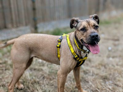 Roxy | Bulldog Cross | Cardiff - 3