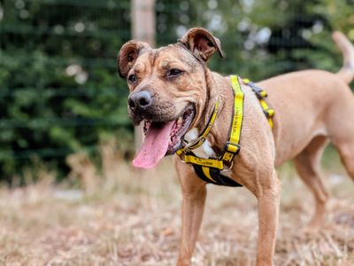 Roxy | Bulldog Cross | Cardiff - 5
