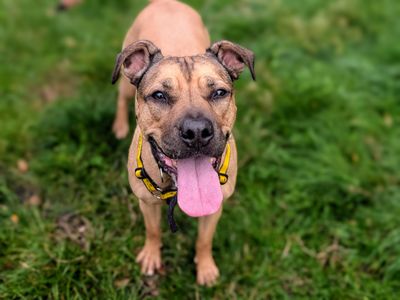 Roxy | Bulldog Cross | Cardiff - 5