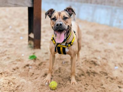 Roxy | Bulldog Cross | Cardiff - 5