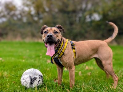 Roxy | Bulldog Cross | Cardiff - 3