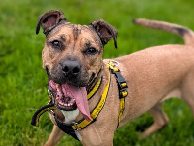 Roxy | Bulldog Cross | Cardiff - 3