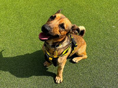 Linden | Terrier (Jack Russell) Cross | Canterbury - 3