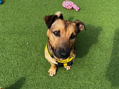 Linden | Terrier (Jack Russell) Cross | Canterbury - 5