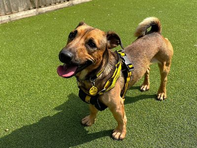 Linden | Terrier (Jack Russell) Cross | Canterbury - 1