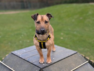 Linden — Terrier (Jack Russell) Cross