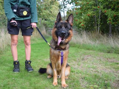 Hilton | German Shepherd Dog | Harefield West London - 3