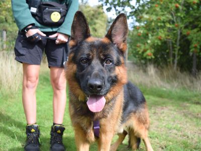 Hilton | German Shepherd Dog | Harefield West London - 2