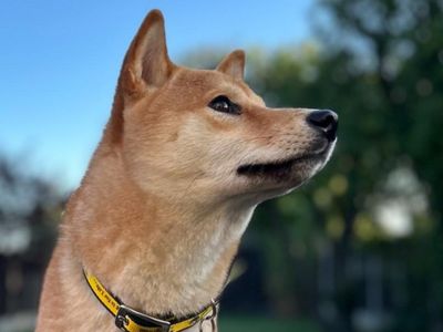 Harper | Japanese Shiba Inu | Basildon (Essex) - 3
