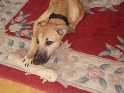 Chico | Lurcher | Shoreham (Sussex) - 3