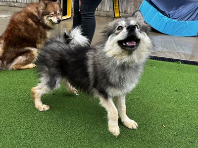 Bubbles | Finnish Spitz Cross | Canterbury - 2