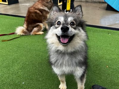 Bubbles | Finnish Spitz Cross | Canterbury - 3