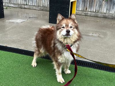 Blossom | Finnish Spitz Cross | Canterbury - 3