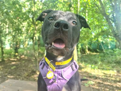 Mickey | Terrier (Staffordshire Bull) Cross | West Calder (Edinburgh) - 3