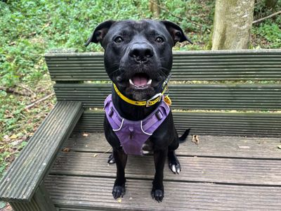Mickey | Terrier (Staffordshire Bull) Cross | West Calder (Edinburgh) - 2