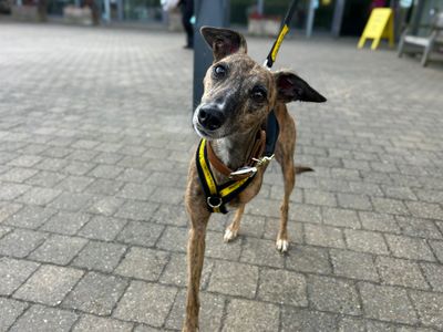 Trixie | Whippet | Basildon (Essex) - 3