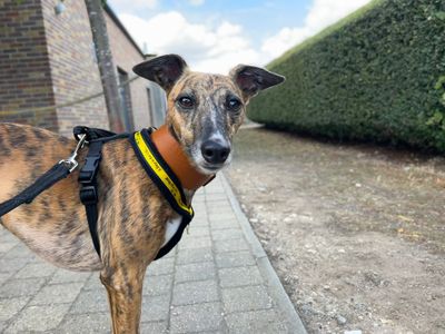 Trixie | Whippet | Basildon (Essex) - 5