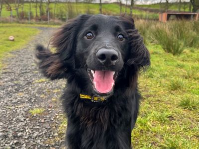 Archie | Spaniel (Cocker) Cross | Ballymena (Northern Ireland) - 2