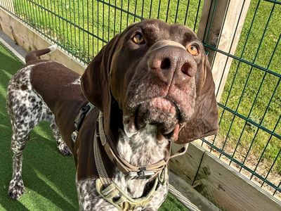 Coach | Pointer (German Shorthaired) | Ballymena (Northern Ireland) - 3