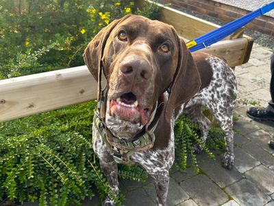 Coach | Pointer (German Shorthaired) | Ballymena (Northern Ireland) - 1