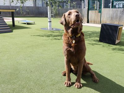 Chestnut | Retriever (Labrador) | Evesham (Worcestershire) - 3