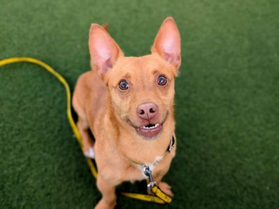 Benji | Chihuahua (Smooth Coat) Cross | Cardiff - 3