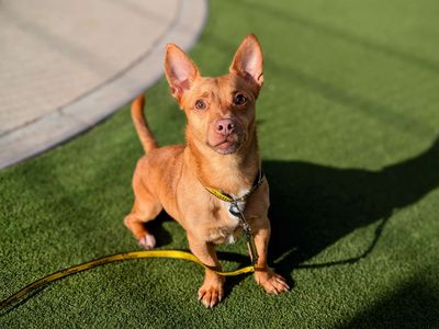 Benji | Chihuahua (Smooth Coat) Cross | Cardiff - 5